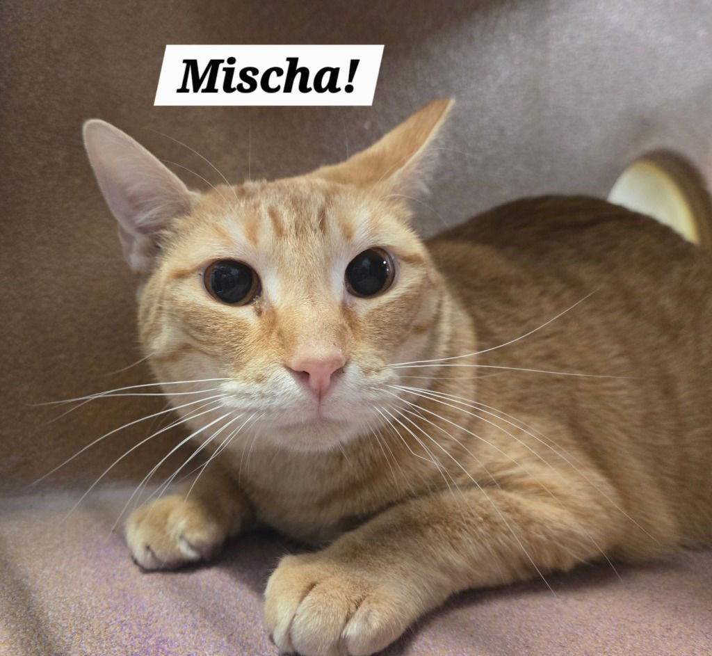 MISCHA - Domestic Short Hair / Tabby available for adoption