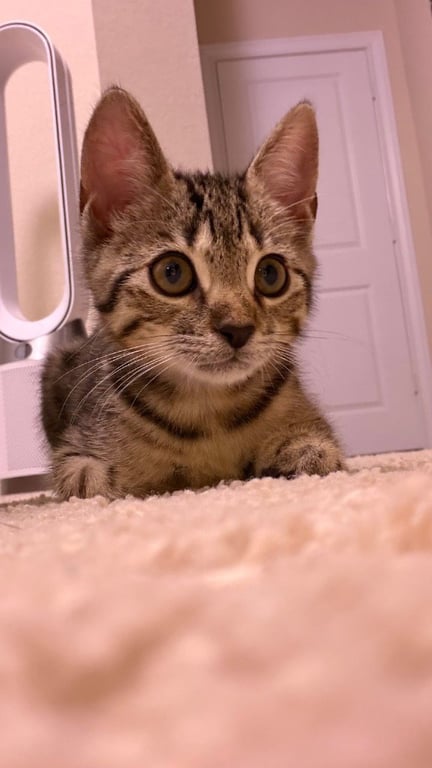Tiger Image