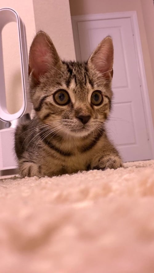 TIGER - Domestic Short Hair available for adoption