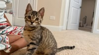 Tiger - Photo 2