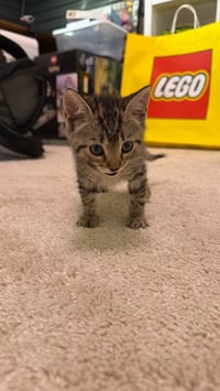 Tiger - Photo 3