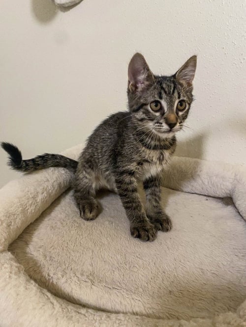 BOW - Domestic Short Hair available for adoption