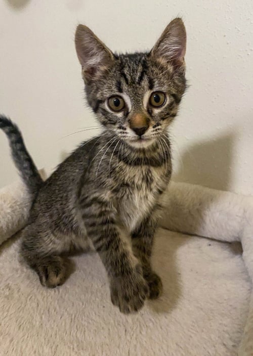 BOW - Domestic Short Hair available for adoption