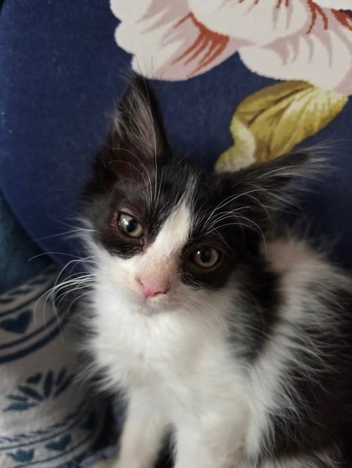 BATMAN - Domestic Short Hair available for adoption