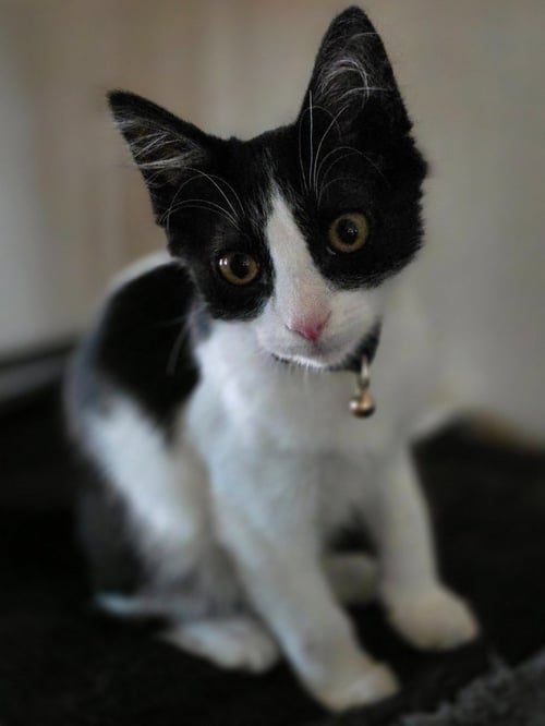 BATMAN - Domestic Short Hair available for adoption