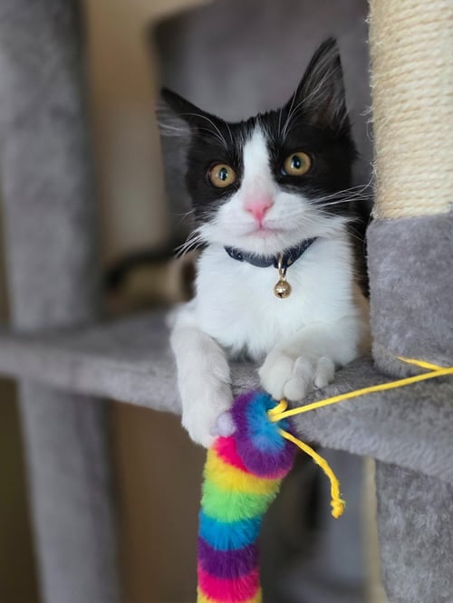 BATMAN - Domestic Short Hair available for adoption