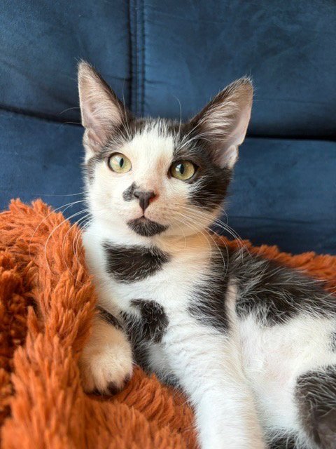 COW - Domestic Short Hair available for adoption