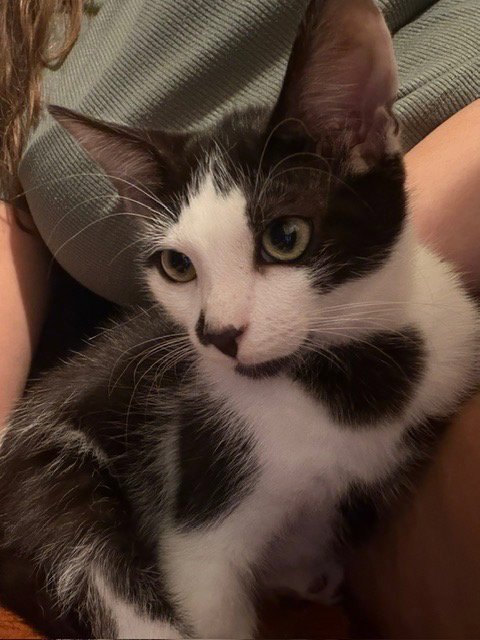 COW - Domestic Short Hair available for adoption