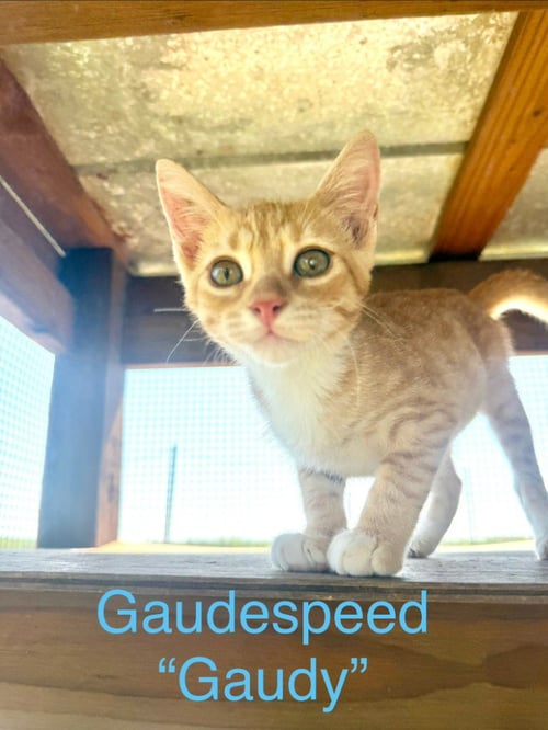 GAUDESPEED - Tabby available for adoption