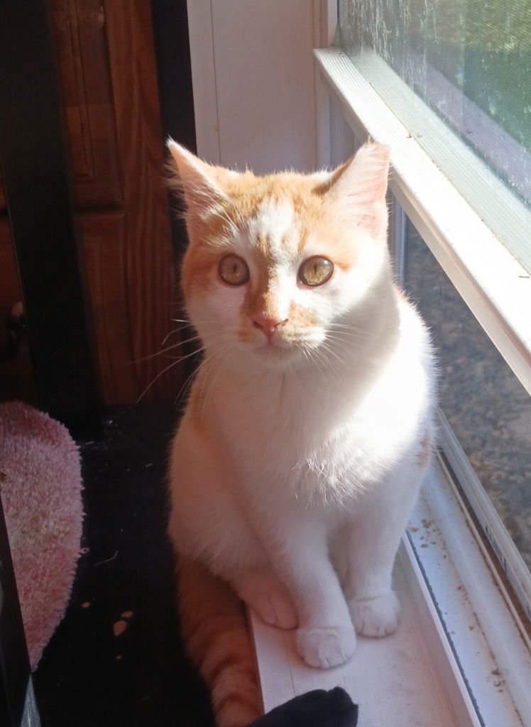 SUNKIST - Tabby available for adoption