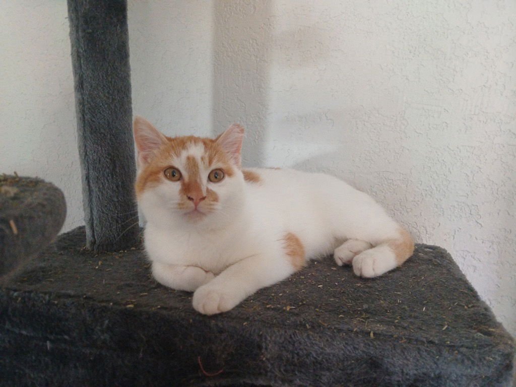 SUNKIST - Tabby available for adoption