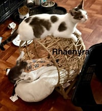Rhaenyra - Photo 3