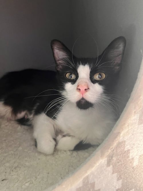 JANICE - Domestic Long Hair available for adoption