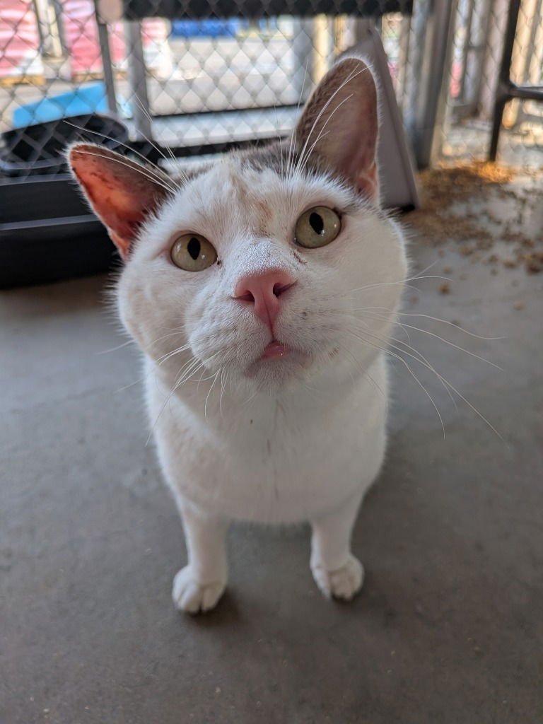 HANDSOME - Domestic Short Hair available for adoption