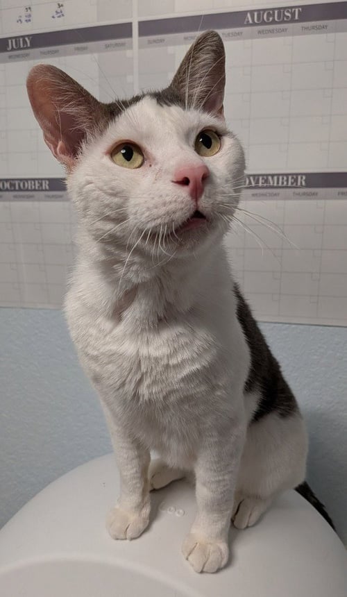 HANDSOME - Domestic Short Hair available for adoption