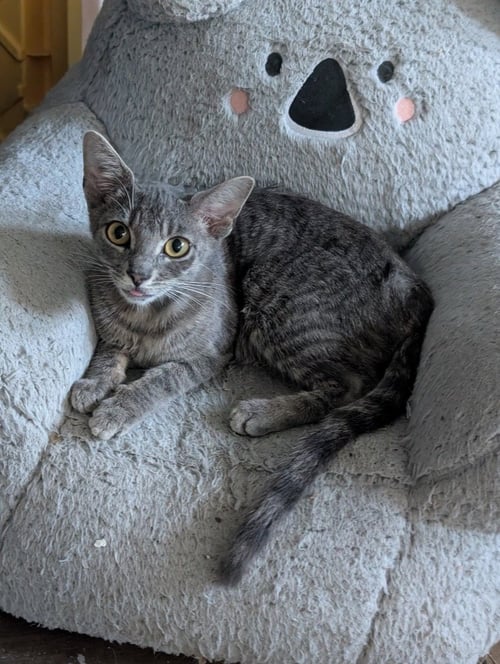 RIGSBY - Tabby available for adoption