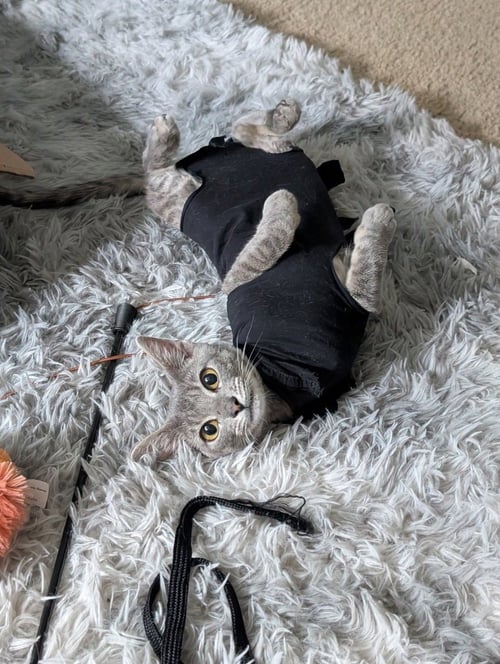 RIGSBY - Tabby available for adoption