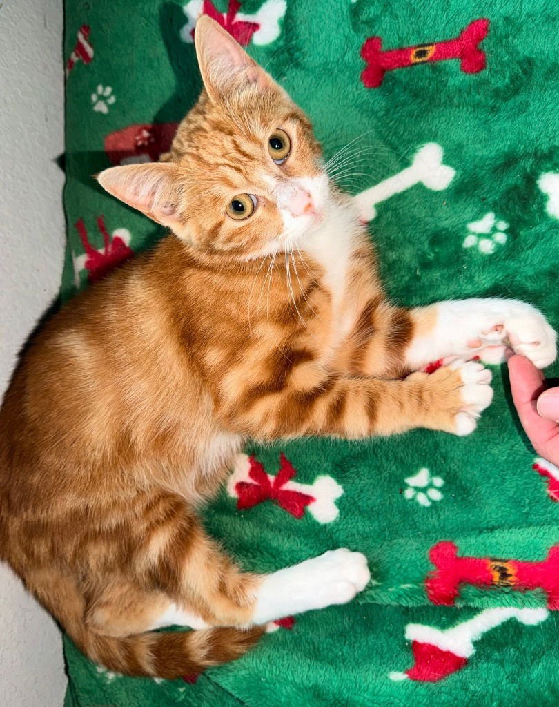 JESTER - Domestic Short Hair available for adoption