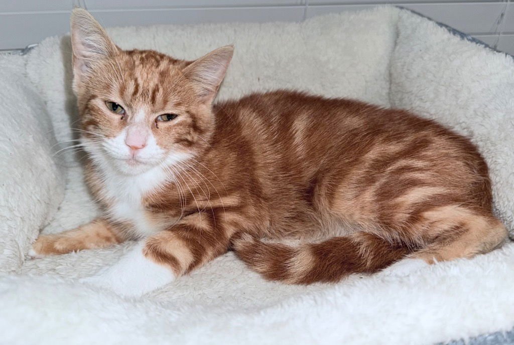 JESTER - Domestic Short Hair available for adoption