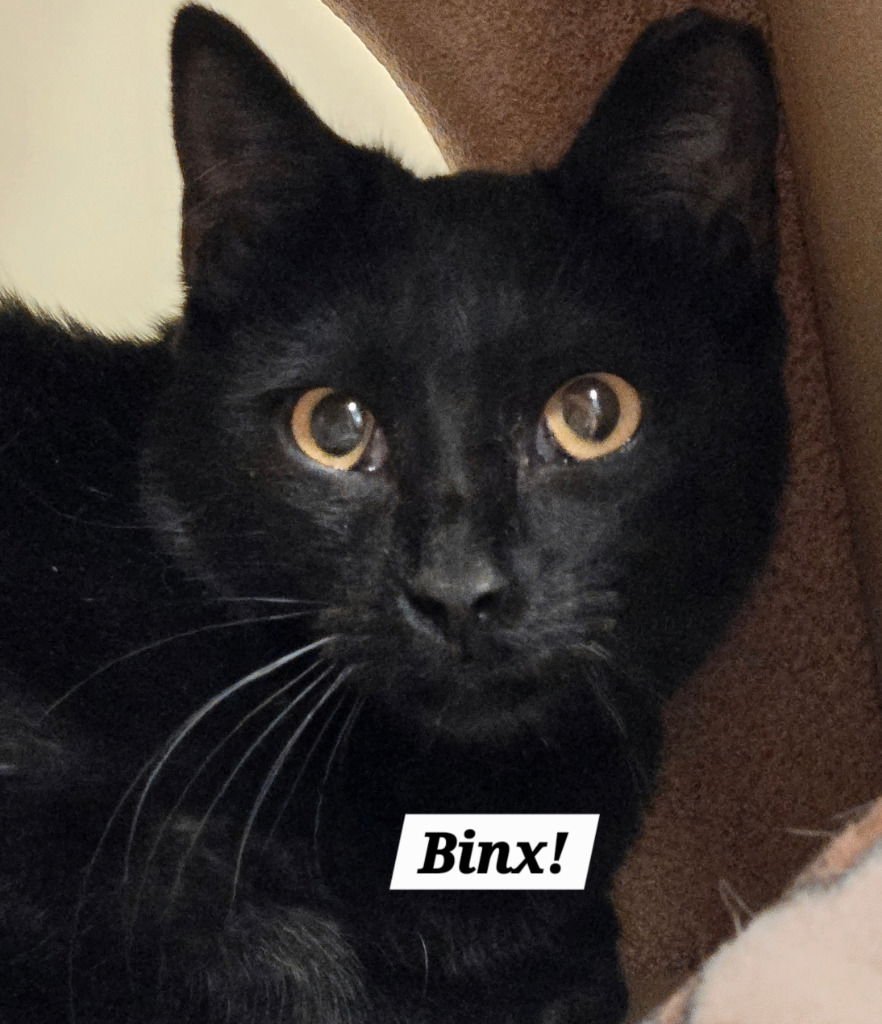 BINX - Domestic Short Hair / Bombay available for adoption