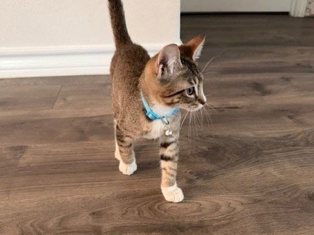 HATCH - Tabby available for adoption