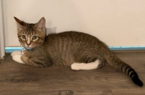 HATCH - Tabby available for adoption