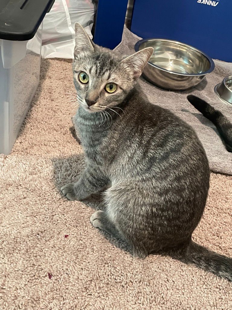 CHLOE - Tabby available for adoption