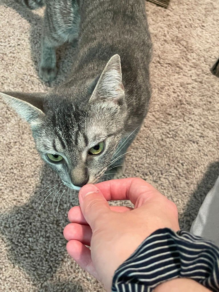 CHLOE - Tabby available for adoption