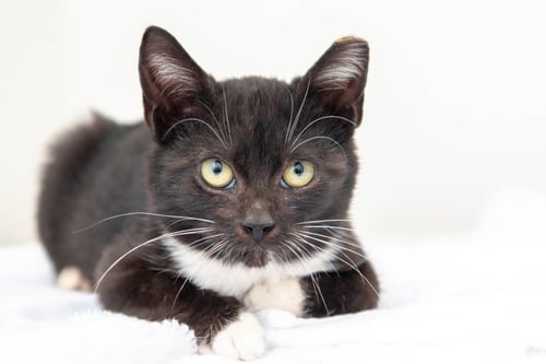 ONYX - Domestic Short Hair available for adoption