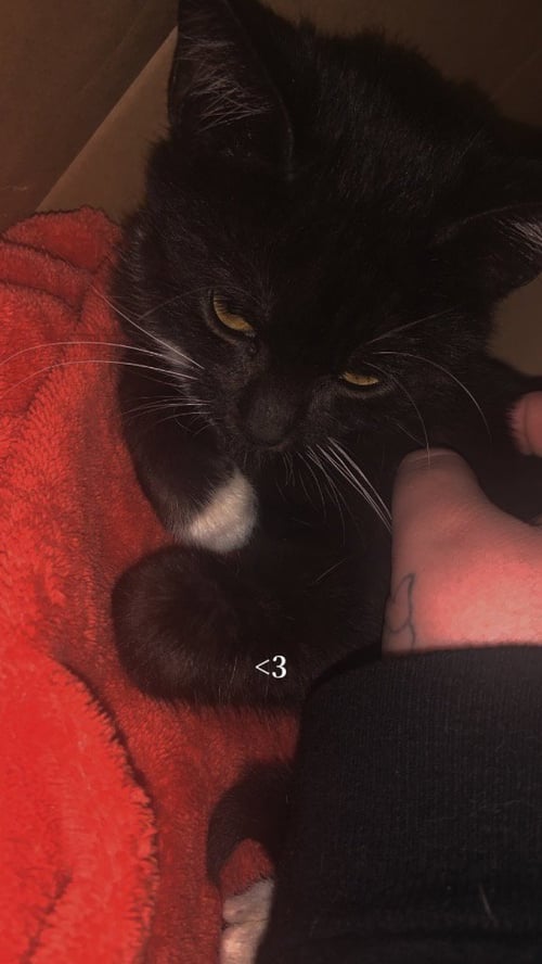 ONYX - Domestic Short Hair available for adoption