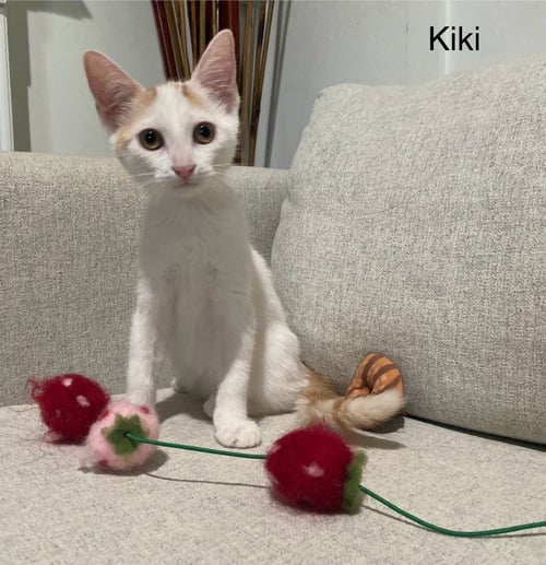 KIKI GIRL - Domestic Short Hair available for adoption