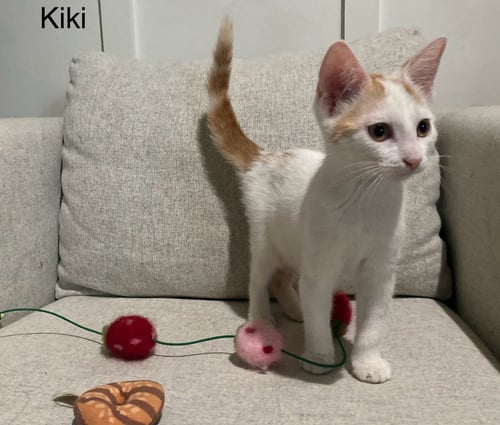 KIKI GIRL - Domestic Short Hair available for adoption