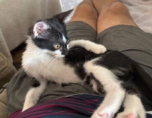 HOBGOBLIN - Domestic Short Hair available for adoption