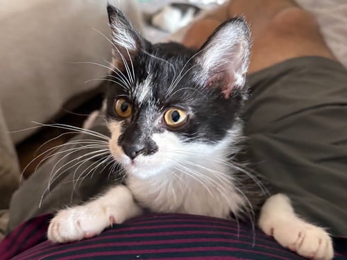 HOBGOBLIN - Domestic Short Hair available for adoption