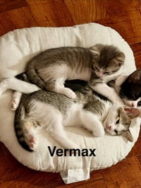 Vermax - Photo 3