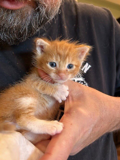 PATRICK - Tabby available for adoption