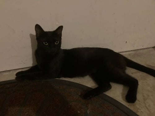 JETT (CL) - Bombay / Domestic Short Hair available for adoption