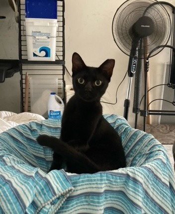 JETT (CL) - Bombay / Domestic Short Hair for adoption in San Antonio