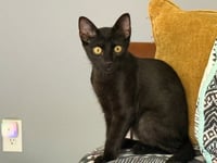 Poco - Photo 1