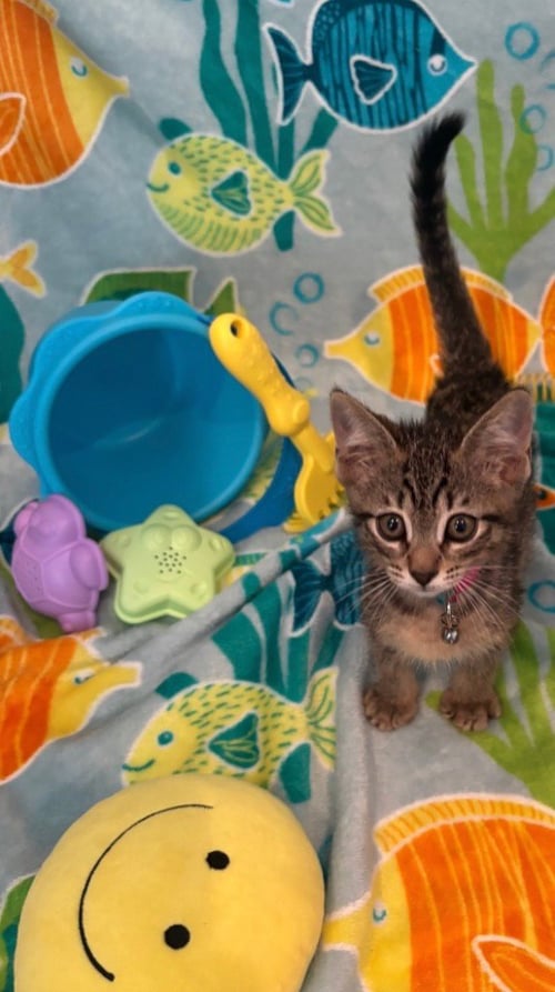 AVERY - Tabby available for adoption