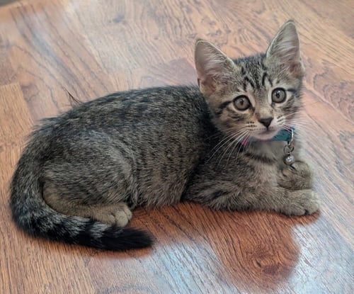 AVERY - Tabby available for adoption