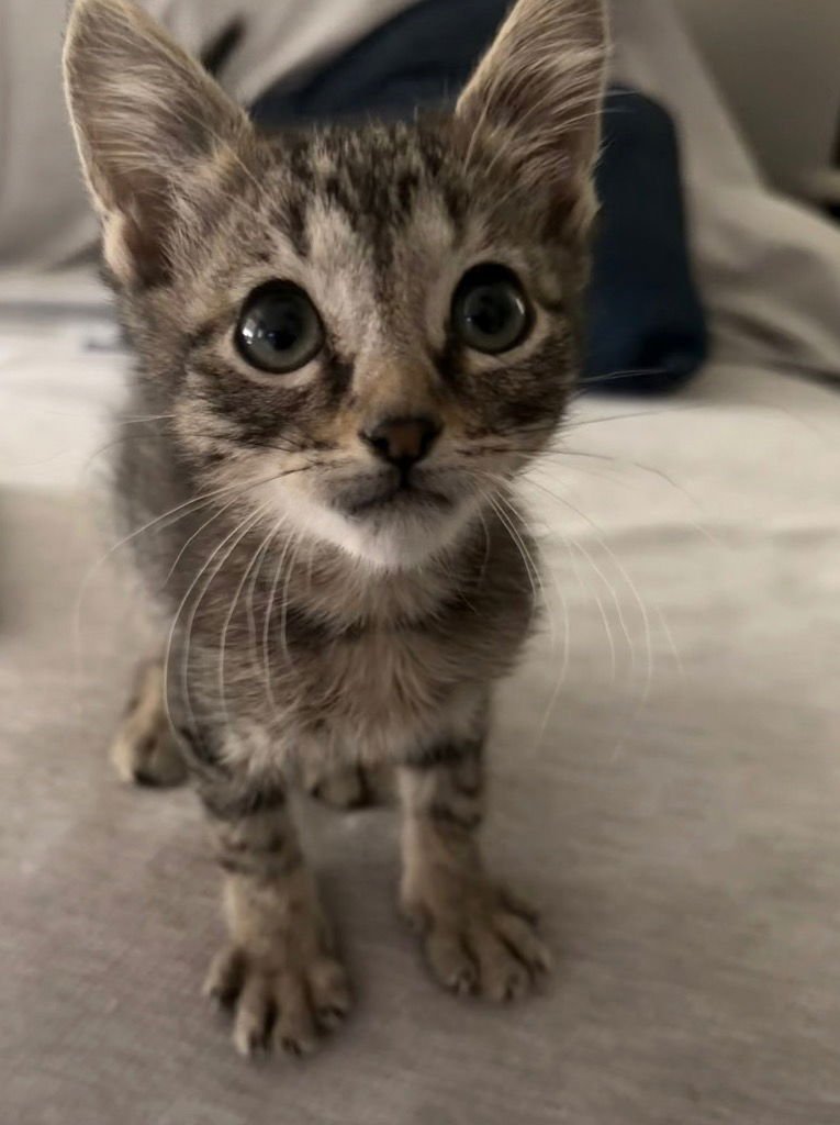 ATLAS - Tabby available for adoption