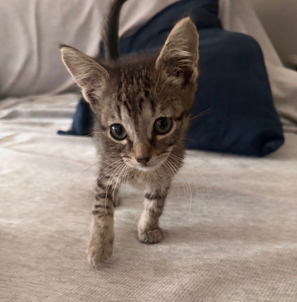 ATLAS - Tabby available for adoption