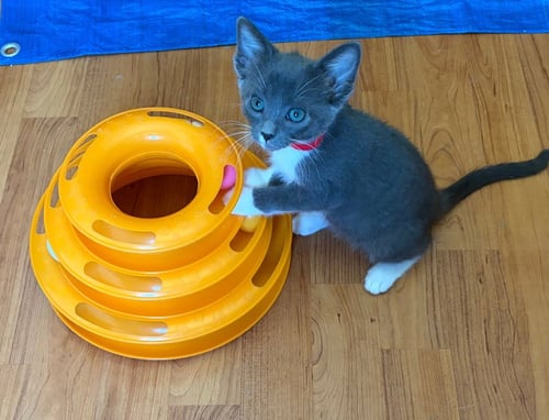 DAISY - Tabby available for adoption