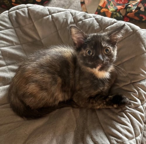 BAILEY - Tabby available for adoption