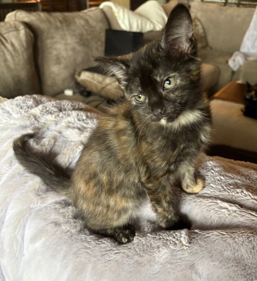 BAILEY - Tabby available for adoption