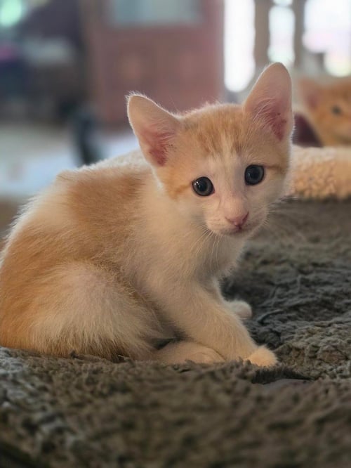DORITO - Tabby available for adoption