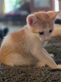 Dorito - Photo 2