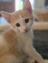 Dorito - Photo 3