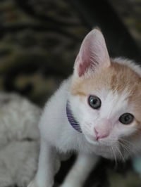 Dorito - Photo 4